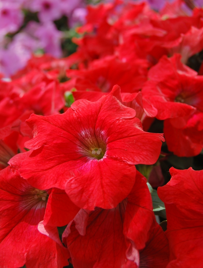 Petunia 'Sunpassion Red' - Petunia hybrid from The Flower Spot