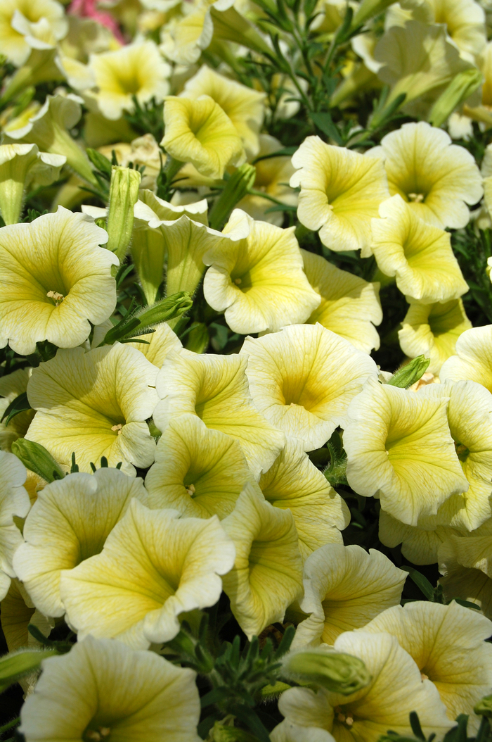 Petunia 'Sunpassion Sunny Yellow' - Petunia hybrid from The Flower Spot Petunia 'Sunpassion Sunny Yellow' - Petunia hybrid from The Flower Spot