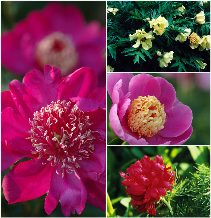 Peony 'Multiple Varieties' - Paeonia from The Flower Spot Peony 'Multiple Varieties' - Paeonia from The Flower Spot