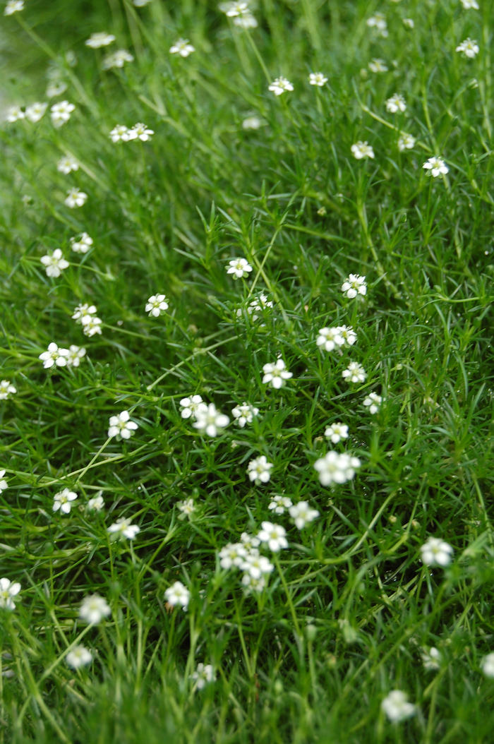 Moss 'Scotch' - Sagina subulata from The Flower Spot Moss 'Scotch' - Sagina subulata from The Flower Spot