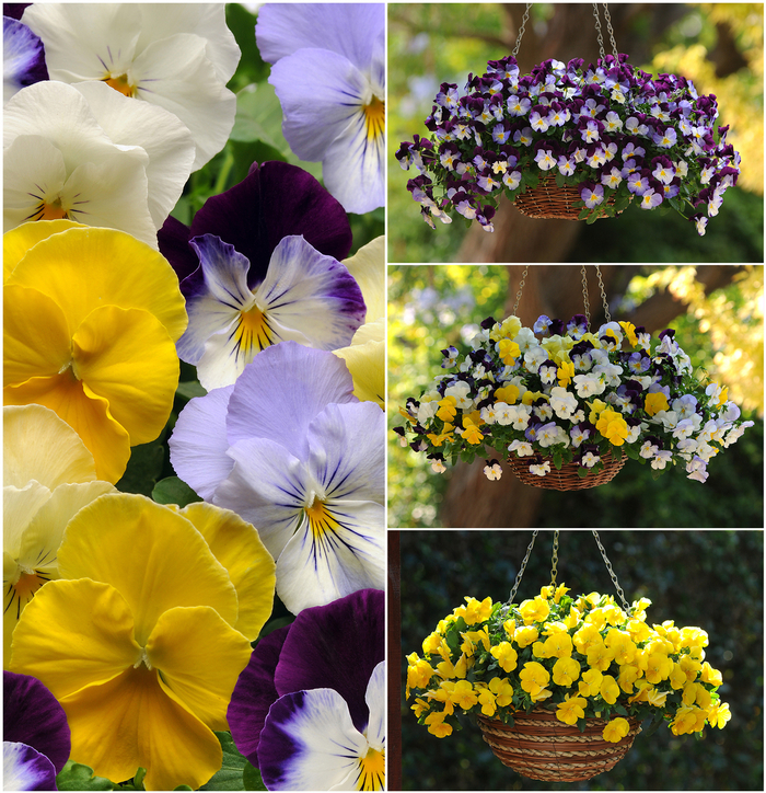 Pansy 'Cool Wave Series' - Viola x wittrockiana from The Flower Spot Pansy 'Cool Wave Series' - Viola x wittrockiana from The Flower Spot