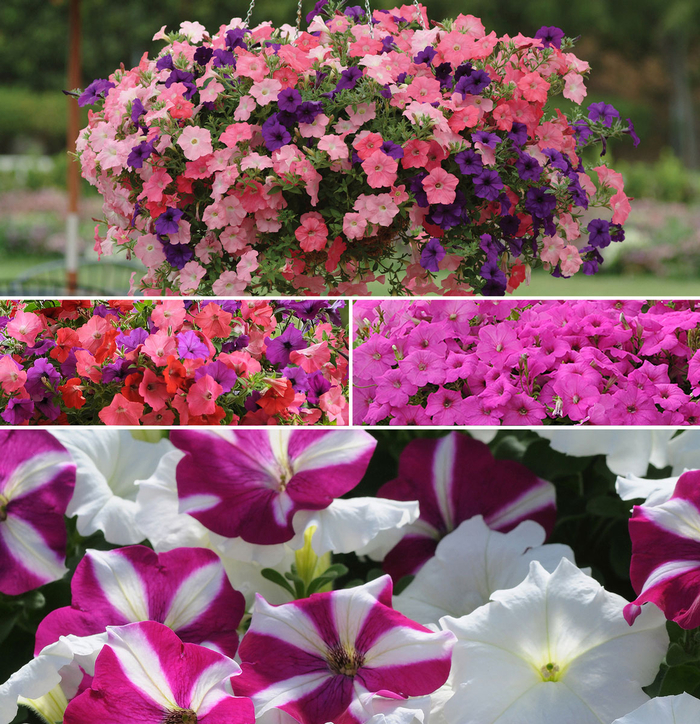 Easy Wave Petunia - Petunia Hybrida from The Flower Spot