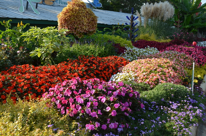 SunPatiens® Collection - IMPATIENS for the SUN from The Flower Spot