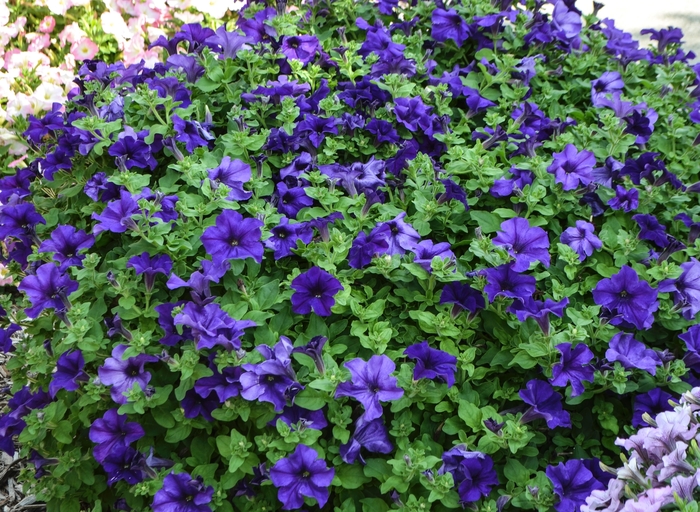 Petunia 'Surfinia Giant Blue' - Petunia hybrida from The Flower Spot