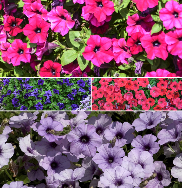 Petunia 'Surfinia Series' - Petunia hybrid from The Flower Spot Petunia 'Surfinia Series' - Petunia hybrid from The Flower Spot