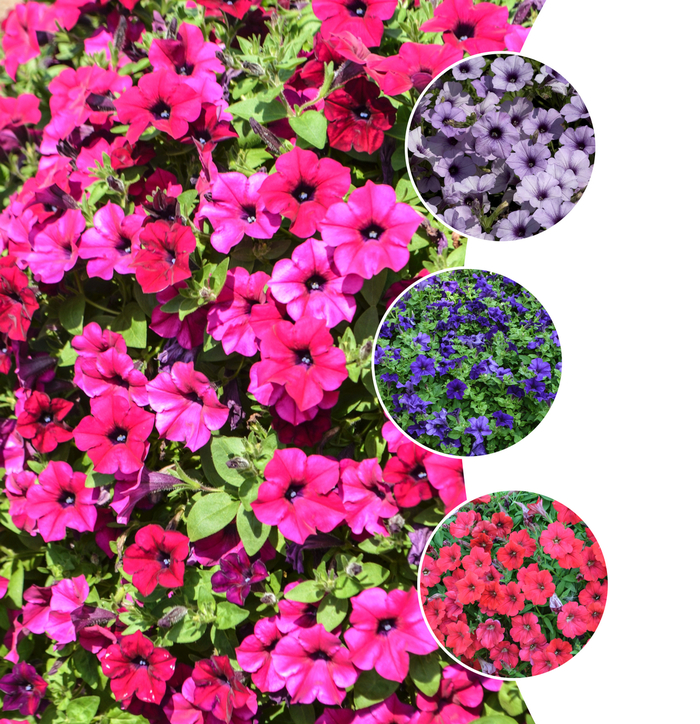 Surfinia Petunias - Petunia hybrida 'Surfinia® Series' from The Flower Spot