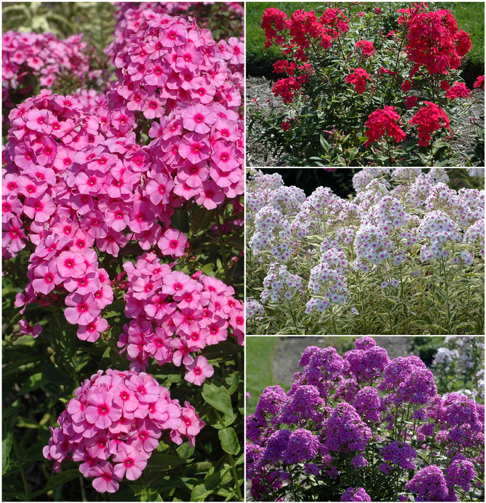 Garden Phlox 'Multiple Varieties' - Phlox paniculata from The Flower Spot