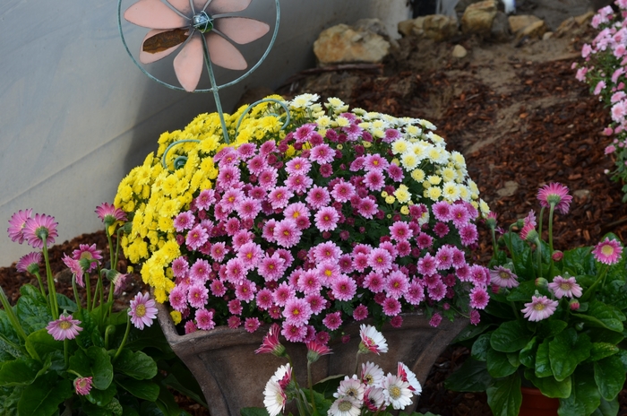 Tri-Colour Mum - Chrysanthemum from The Flower Spot