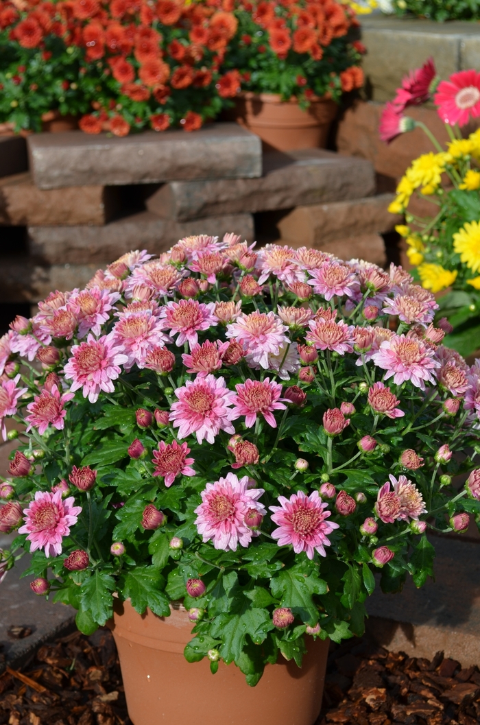 Mum 'Florist Varieties' - Chrysanthemum from The Flower Spot Mum 'Florist Varieties' - Chrysanthemum from The Flower Spot