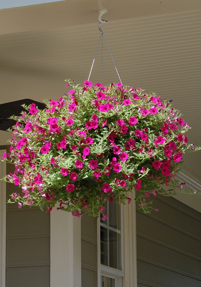 Petunia Hanging Basket - Multiple Colours from The Flower Spot