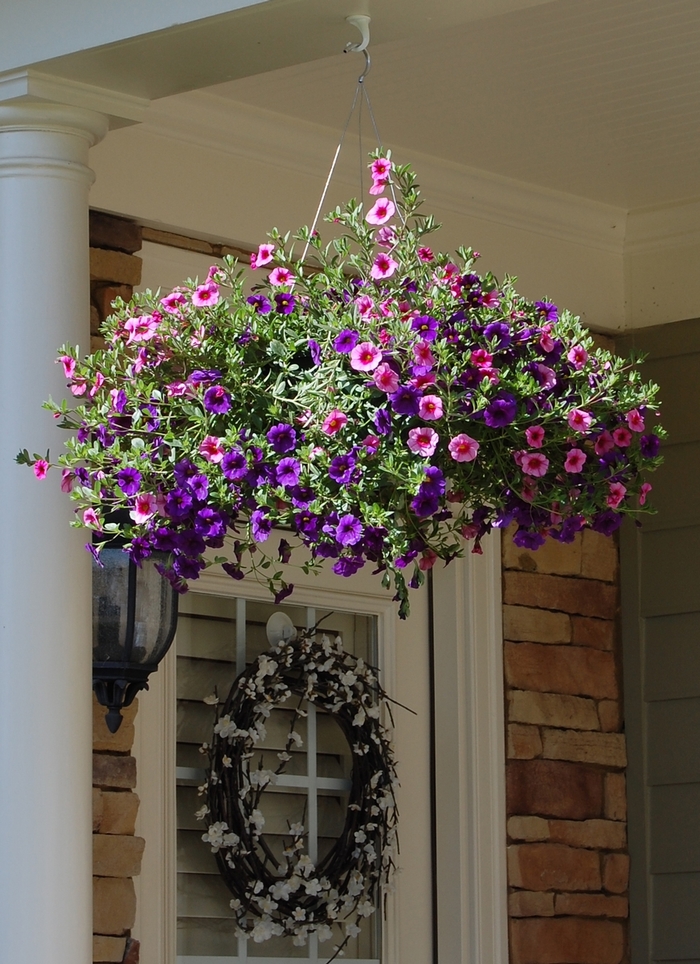 Million Bells Baskets - Multiple Colours from The Flower Spot