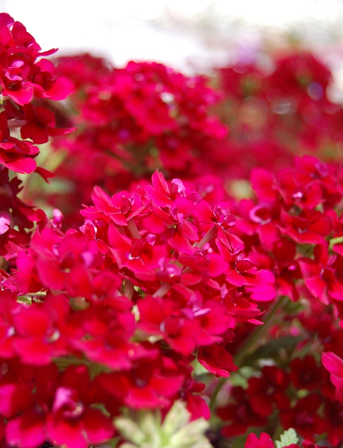 Verbena 'Sweet Dreams Magenta Morning' - Verbena from The Flower Spot Verbena 'Sweet Dreams Magenta Morning' - Verbena from The Flower Spot