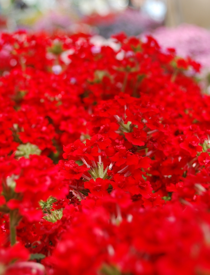 Verbena 'Sweet Dreams Red Dawn' - Verbena from The Flower Spot Verbena 'Sweet Dreams Red Dawn' - Verbena from The Flower Spot