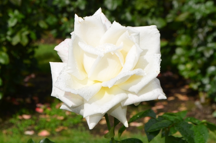 Rose 'Full Sail' - Rosa from The Flower Spot