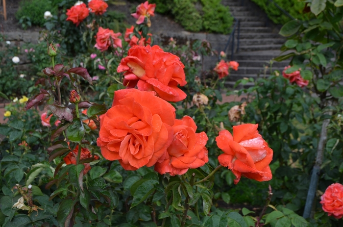 Rose 'Burst of Joy' - Rosa from The Flower Spot