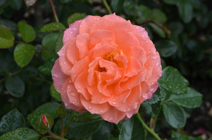 Rose 'Jump for Joy' - Rosa from The Flower Spot Rose 'Jump for Joy' - Rosa from The Flower Spot