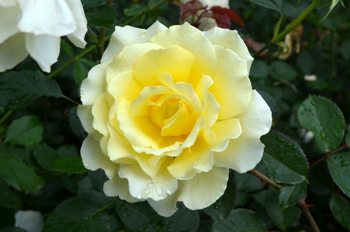 Rose 'White Licorice' - Rosa from The Flower Spot Rose 'White Licorice' - Rosa from The Flower Spot