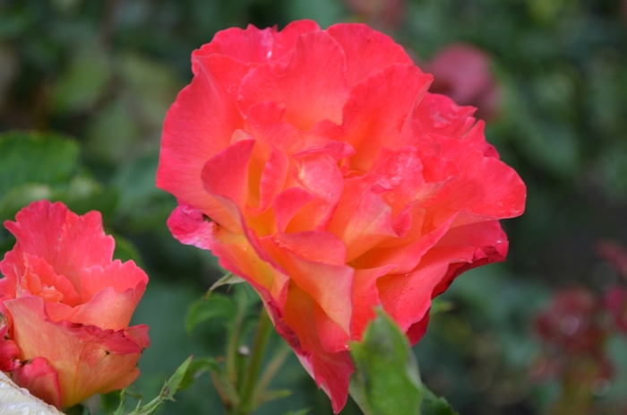 Rose 'Easy Does It' - Rosa from The Flower Spot Rose 'Easy Does It' - Rosa from The Flower Spot