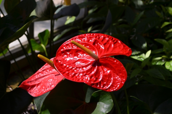 Anthurium - Anthurium andraeanum from The Flower Spot