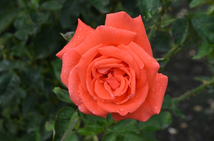 Rose 'Tropicana' - Rosa from The Flower Spot Rose 'Tropicana' - Rosa from The Flower Spot