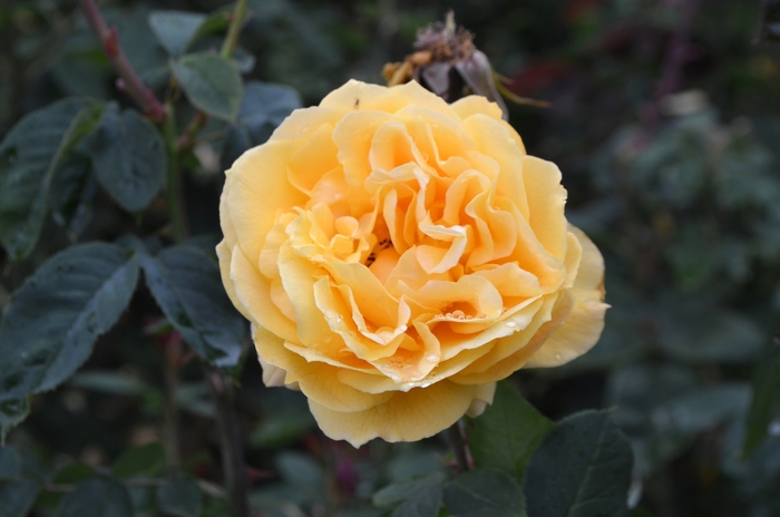 Rose 'Ch-Ching' - Rosa from The Flower Spot Rose 'Ch-Ching' - Rosa from The Flower Spot