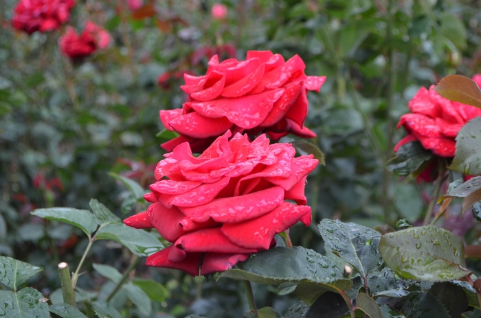 Rose 'Firefighter' - Rosa from The Flower Spot