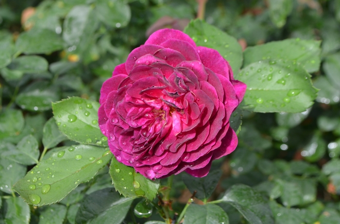 Rose 'Ebb Tide' - Rosa from The Flower Spot Rose 'Ebb Tide' - Rosa from The Flower Spot