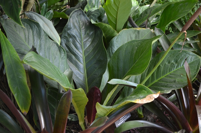 Jungle Bush Anthurium - Anthurium jenmanii from The Flower Spot