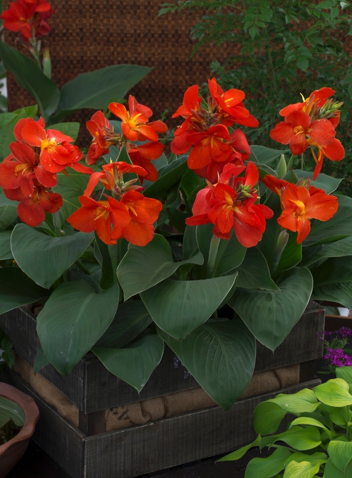 Canna Lily - Canna from The Flower Spot Canna Lily - Canna from The Flower Spot