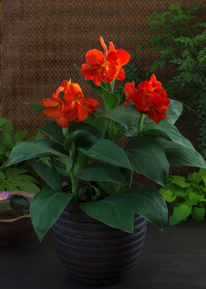Canna Lily - Canna from The Flower Spot Canna Lily - Canna from The Flower Spot