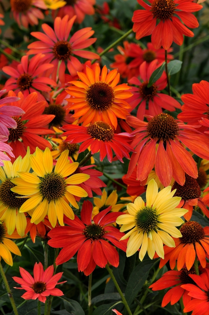 Coneflower 'Cheyenne Spirit' - Echinacea from The Flower Spot