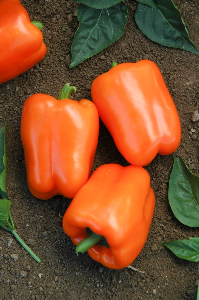 Pepper 'Orange Blaze' - Sweet Bell Pepper from The Flower Spot Pepper 'Orange Blaze' - Sweet Bell Pepper from The Flower Spot