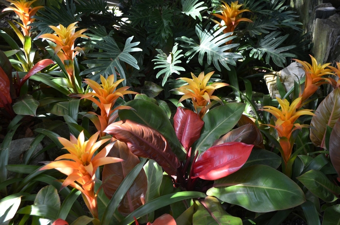 Bromeliad 'Multiple Varieties' - Guzmania from The Flower Spot Bromeliad 'Multiple Varieties' - Guzmania from The Flower Spot