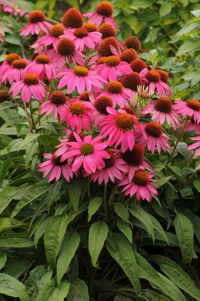 Coneflower 'PowWow Wild Berry' - Echinacea purpurea from The Flower Spot