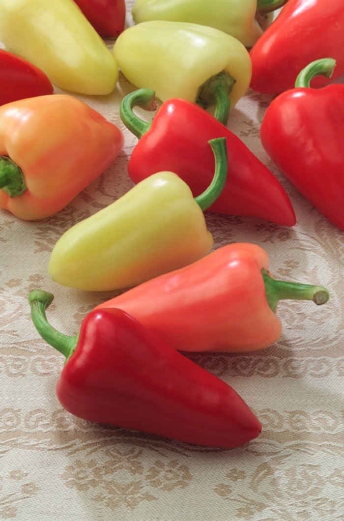 Pepper 'Mariachi' - Hot Pepper from The Flower Spot Pepper 'Mariachi' - Hot Pepper from The Flower Spot