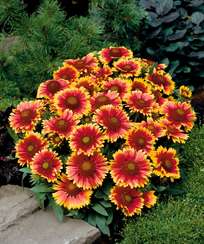 Blanket Flower - Gaillardia x 'Arizona Sun' from The Flower Spot