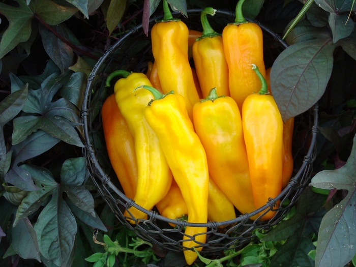 Pepper 'Mama Mia Giallo' - Sweet Pepper from The Flower Spot Pepper 'Mama Mia Giallo' - Sweet Pepper from The Flower Spot