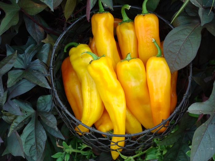 Pepper (Capsicum annuum) - Mama Mia Giallo F1 from The Flower Spot