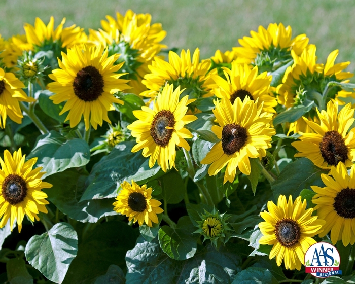 Dwarf Sunflower - Suntastic Yellow with Black Center from The Flower Spot