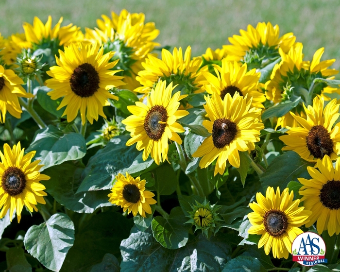 Sunflower 'Suntastic Yellow' - Helianthus annuus from The Flower Spot Sunflower 'Suntastic Yellow' - Helianthus annuus from The Flower Spot
