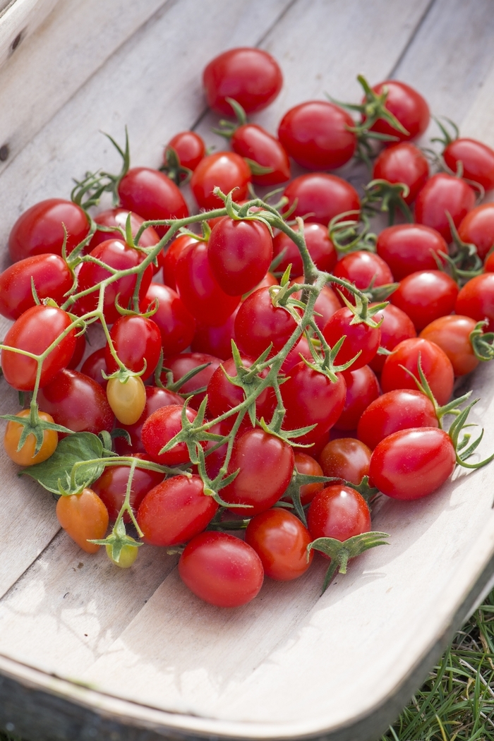 Tomato 'Fantastico' - Grape Tomato from The Flower Spot Tomato 'Fantastico' - Grape Tomato from The Flower Spot