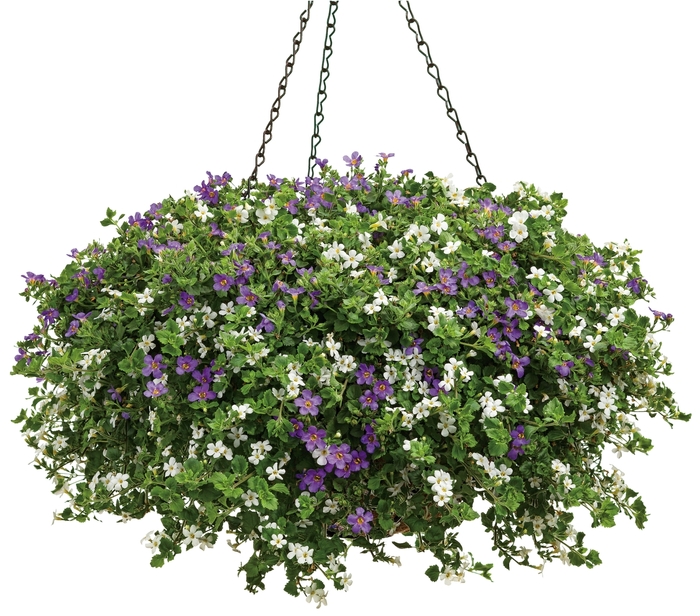 Hanging Basket - Hanging Basket (Hanging Basket) from The Flower Spot