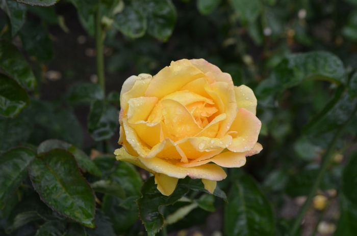 Rose 'Hotel California' - Rosa from The Flower Spot