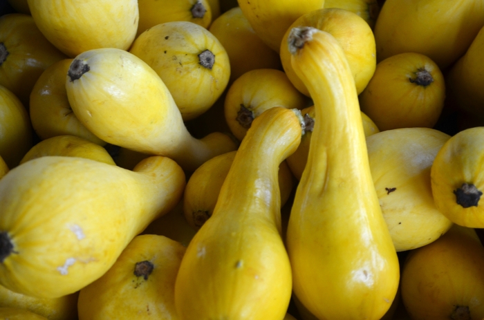 Squash 'Early Summer Crookneck' - Cucurbita pepo (Summer Squash) from The Flower Spot Squash 'Early Summer Crookneck' - Cucurbita pepo (Summer Squash) from The Flower Spot