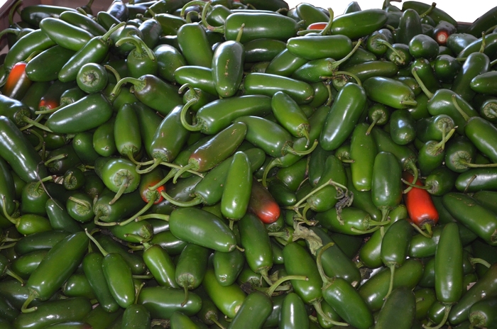 Pepper 'Jalapeno' - Hot Pepper from The Flower Spot Pepper 'Jalapeno' - Hot Pepper from The Flower Spot