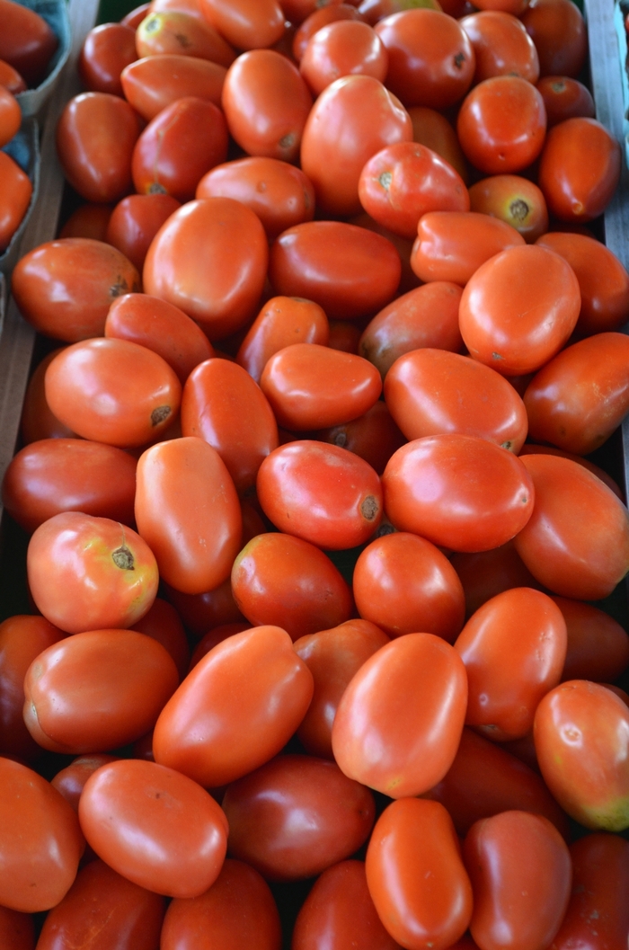 Tomato 'Roma' - Sauce Tomato from The Flower Spot Tomato 'Roma' - Sauce Tomato from The Flower Spot
