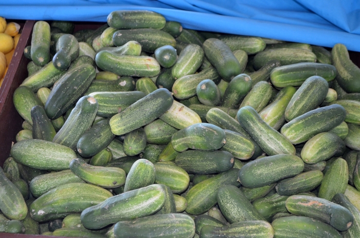 Pickling Cucumber - Cucumis sativus from The Flower Spot Pickling Cucumber - Cucumis sativus from The Flower Spot
