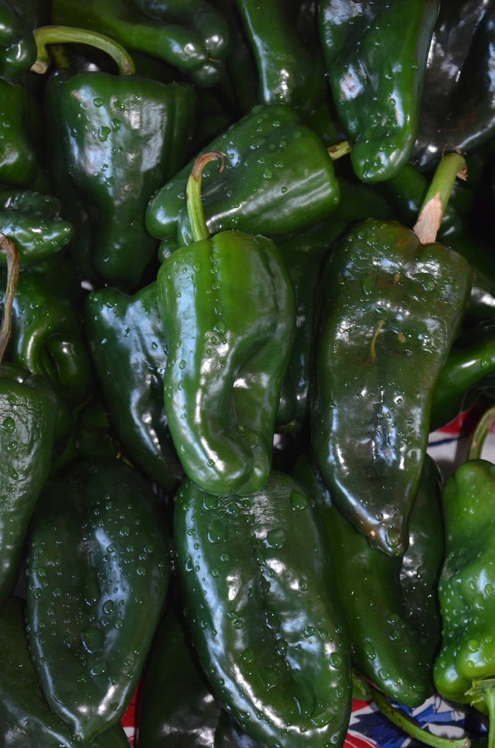 Pepper 'Trident' - Hot Pepper from The Flower Spot