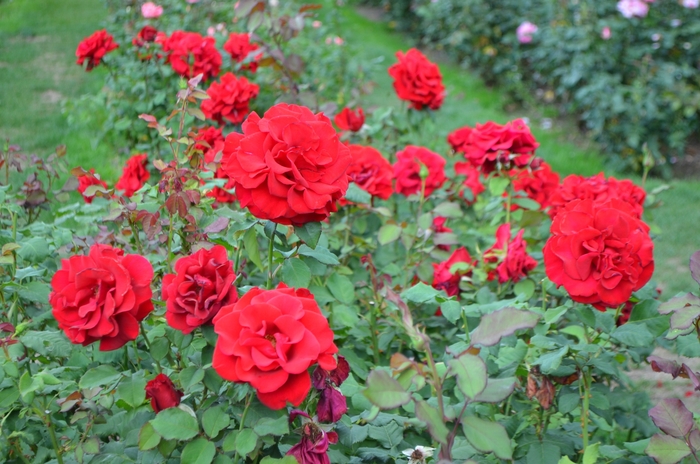 Rose 'In The Mood' - Rosa from The Flower Spot Rose 'In The Mood' - Rosa from The Flower Spot
