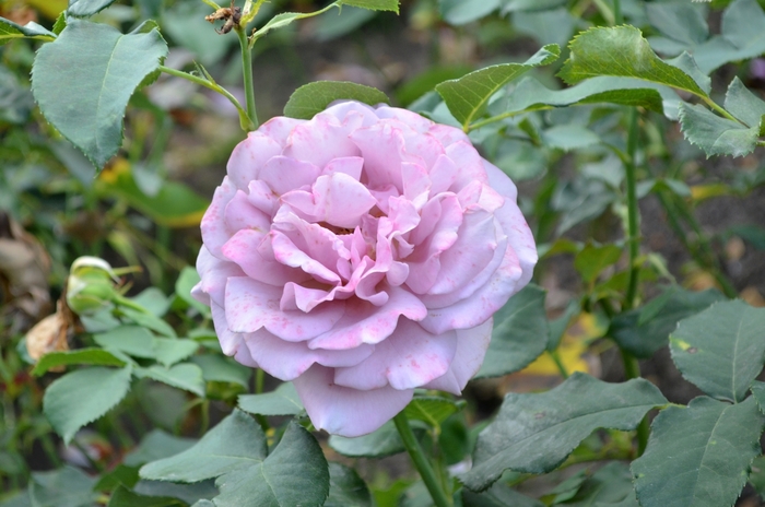 Rose 'Koko Loco' - Rosa from The Flower Spot
